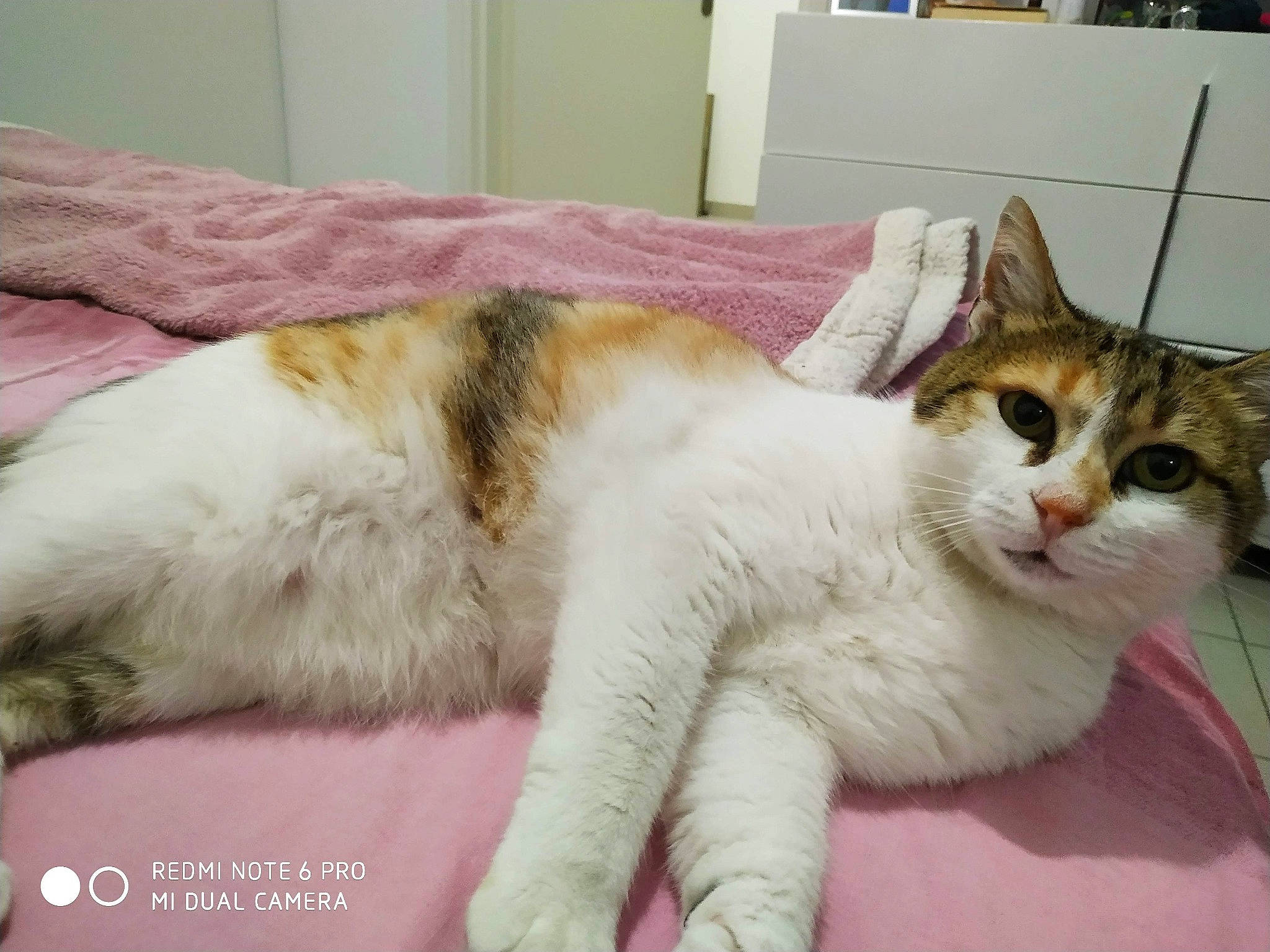 Boogie a rejoint le concours — aidez-le/la à gagner de superbes lots ! carnivore, cat, claw, comfort, domestic_short_haired_cat, felidae, fur, nap, paw, small_to_medium_sized_cats, snout, tail, terrestrial_animal, whiskers