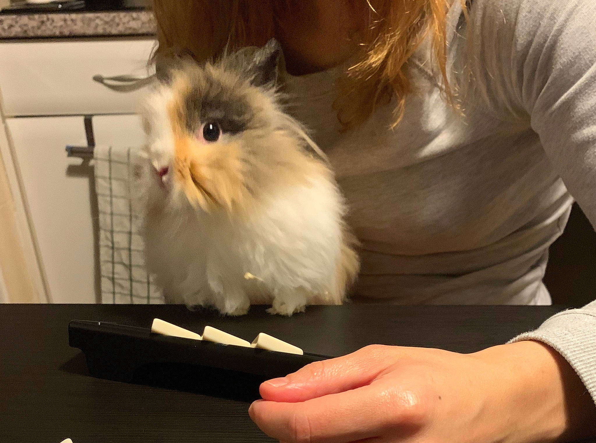 Príncipe participe au concours pour gagner de l'argent avec cette photo : angora_rabbit, cat, felidae, fur, guinea_pig, rabbit, rabbits_and_hares, rodent, small_to_medium_sized_cats, whiskers