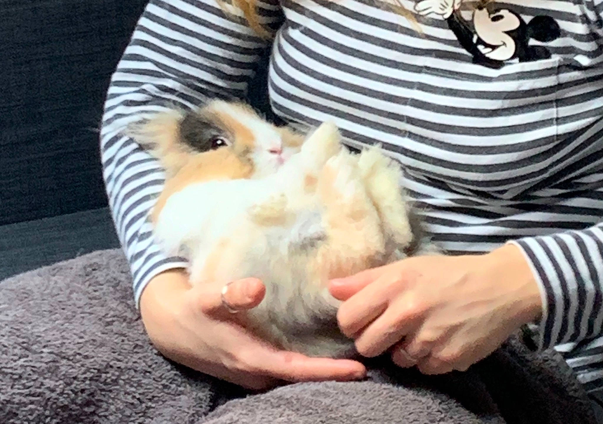 Príncipe participe au concours pour gagner de l'argent avec cette photo : canidae, carnivore, companion_dog, fawn, felidae, pomeranian