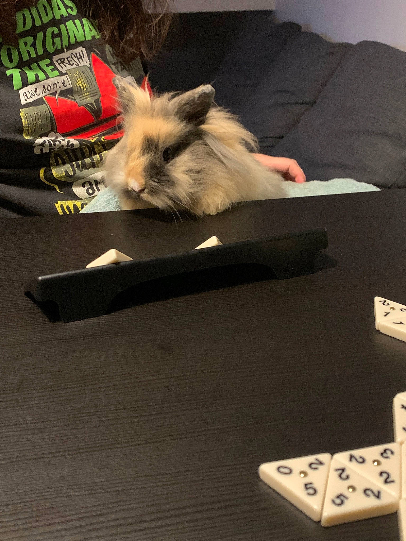 Pantufa a rejoint le concours — aidez-le/la à gagner de superbes lots ! carnivore, cat, felidae, flooring, fur, games, paw, recreation, table, tail, whiskers