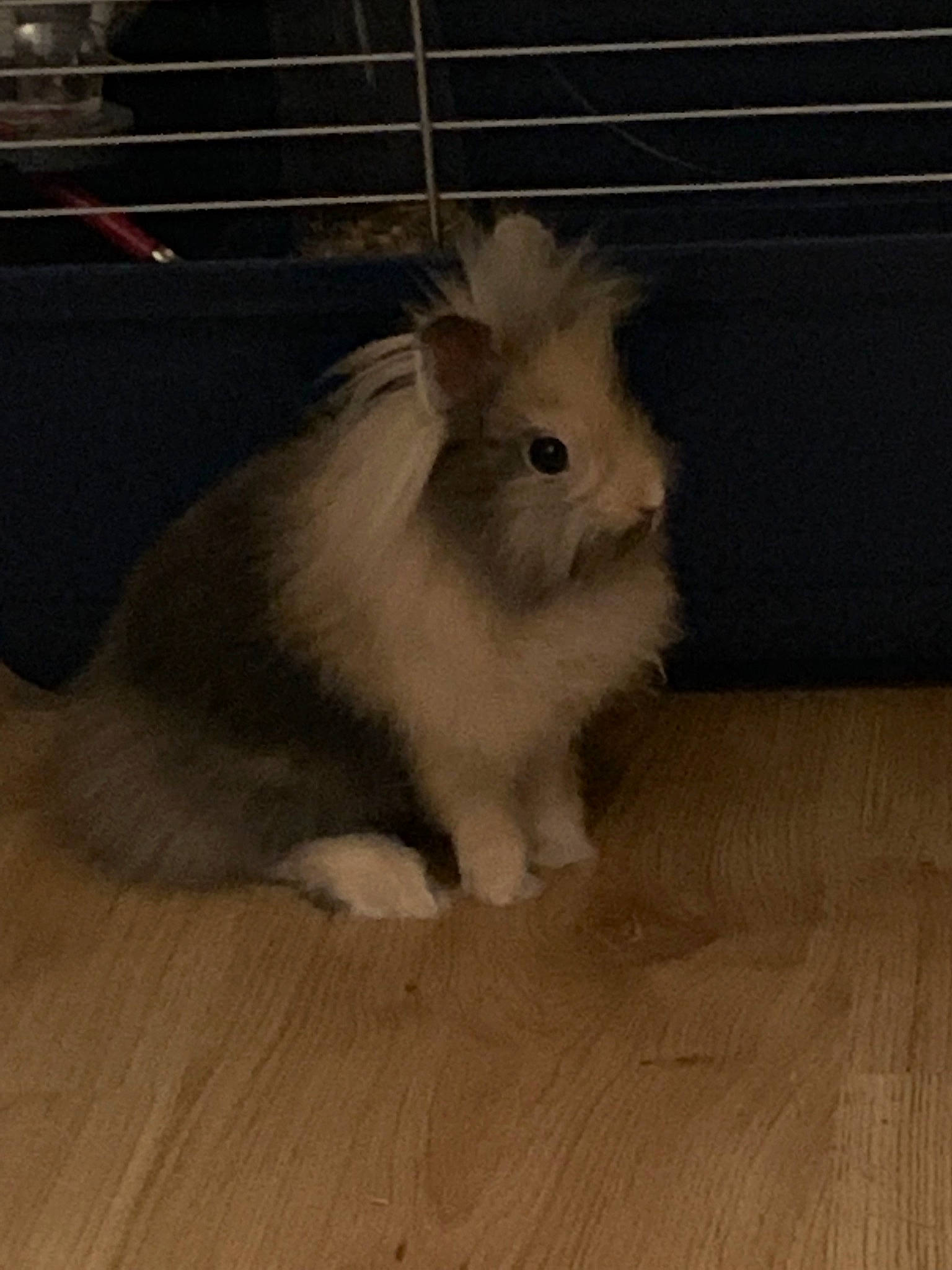 Pantufa a rejoint le concours — aidez-le/la à gagner de superbes lots ! angora_rabbit, domestic_rabbit, ear, fawn, fur, mammal, rabbit, rabbits_and_hares, skin, tail, whiskers