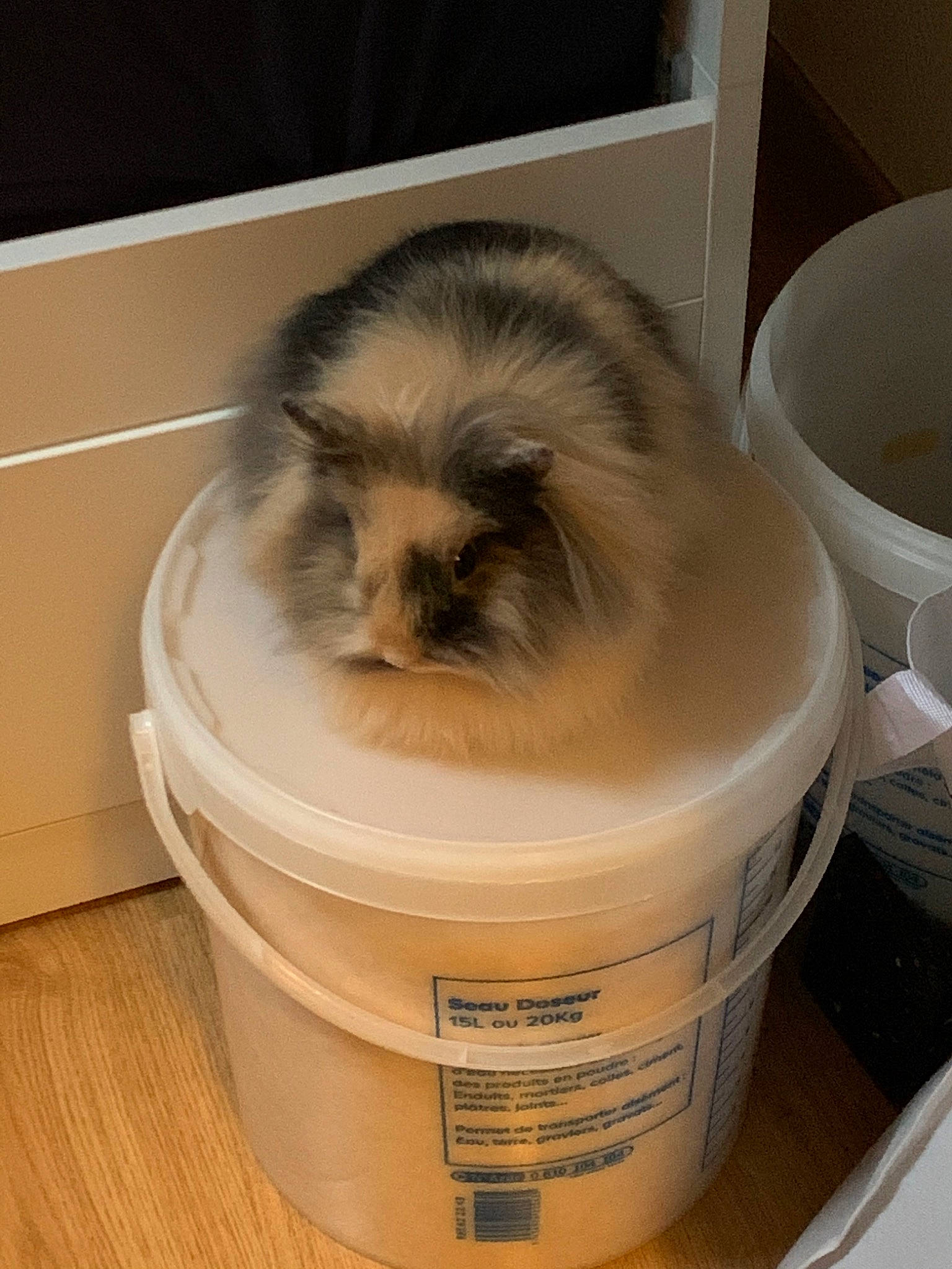 Pantufa a rejoint le concours — aidez-le/la à gagner de superbes lots ! canidae, carnivore, cat, dog, fawn, felidae, puppy, shih_tzu