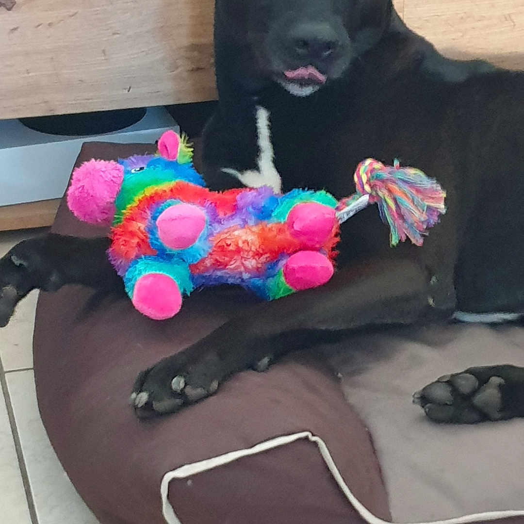 Zeus participe au concours pour gagner de l'argent avec cette photo : animal, ball, canine, couch, cushion, dog, face, furniture, head, homedecor, hound, labradorretriever, person, pet, photography, puppy, sport, tennis, tennisball, toy