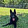 Koda