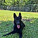 Koda