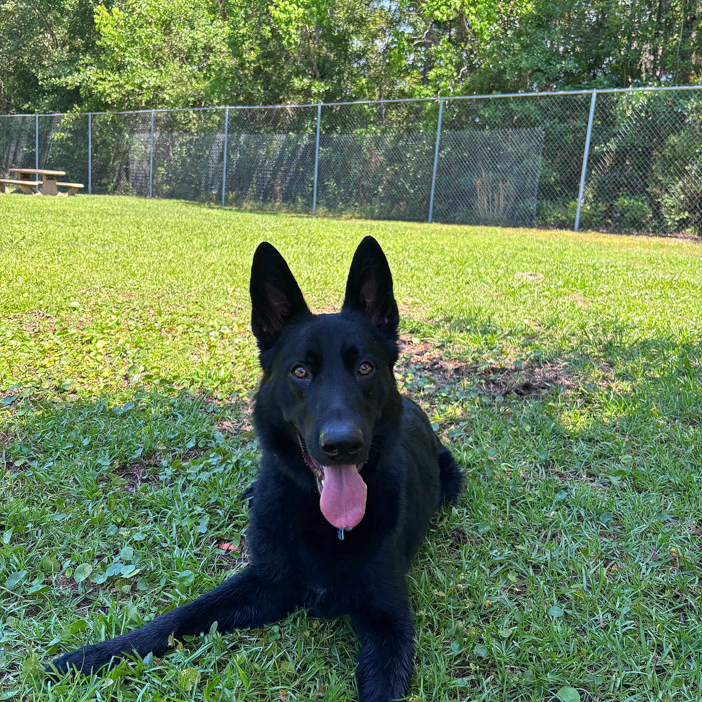 Koda