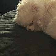 Tiny is registered to the contest to win money with this photo: dog, sleeping, fluffy, white, pet, cushion, rest, cozy, fur, indoors, quiet, calm, animal, bed, relax, companion, cute, nap, domestic, mammal