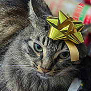 Dash joined the competition — help win amazing prizes! cat, tabby, fur, green_eyes, whiskers, gift_bow, golden_bow, closeup, pet, animal, indoor, feline, holiday, present, wrapping_paper, cute, portrait, domestic_cat, fluffy, relaxed
