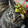 cat, tabby, fur, green_eyes, whiskers, gift_bow, golden_bow, closeup, pet, animal, indoor, feline, holiday, present, wrapping_paper, cute, portrait, domestic_cat, fluffy, relaxed