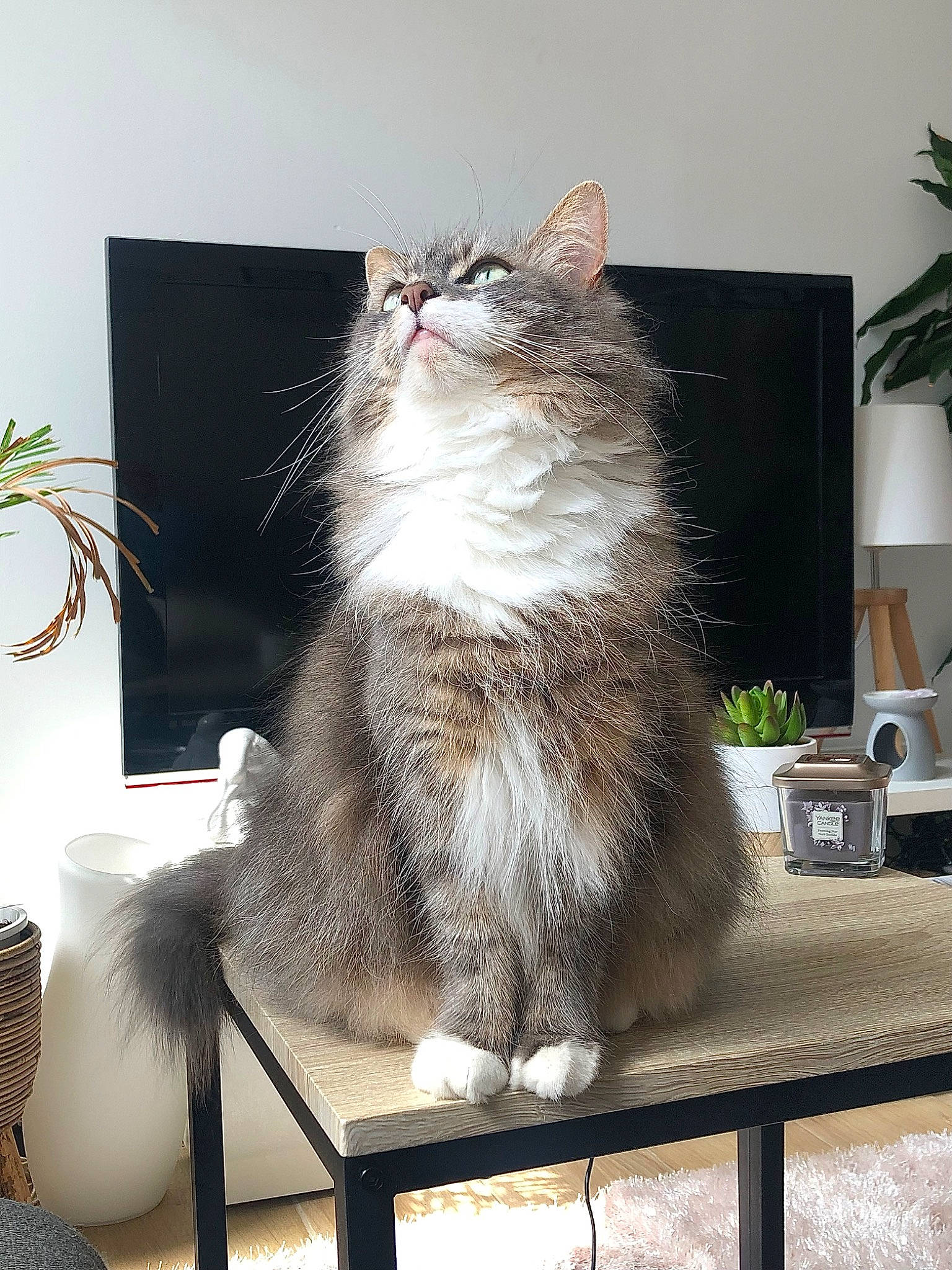 Alvyne participe au concours pour gagner de l'argent avec cette photo : carnivore, cat, domestic_short_haired_cat, event, felidae, flowerpot, fur, houseplant, maine_coon, plant, rectangle, small_to_medium_sized_cats, table, tail, terrestrial_animal, whiskers, window