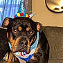 Dallas joined the competition — help win amazing prizes! animal, bandana, black_and_tan, canine, celebration, couch, dog, domestic, ears, eyes, face, festive, fur, home, indoor, nose, party_hat, pet, portrait, sitting