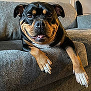 Dallas is registered to the contest to win money with this photo: animal, black, brown, canine, companion, couch, cute, dog, ears, face, friendly, fur, home, indoor, lounge, paw, pet, portrait, relaxed, snout