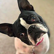 Ruby Sue is registered to the contest to win money with this photo: animal, black_and_white, boston_terrier, carpet, close_up, collar, companion, curious, cute, dog, domestic_animal, ears, eyes, friendly, head_tilt, indoor, mammal, nose, pet, portrait