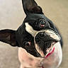 animal, black_and_white, boston_terrier, carpet, close_up, collar, companion, curious, cute, dog, domestic_animal, ears, eyes, friendly, head_tilt, indoor, mammal, nose, pet, portrait