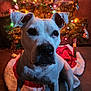 dog, white_dog, christmas_tree, christmas_lights, holiday, ornaments, tree_skirt, indoor, pet, animal, festive, decorations, carpet, canine, ears, sitting, close_up, warm_lighting, cute, background
