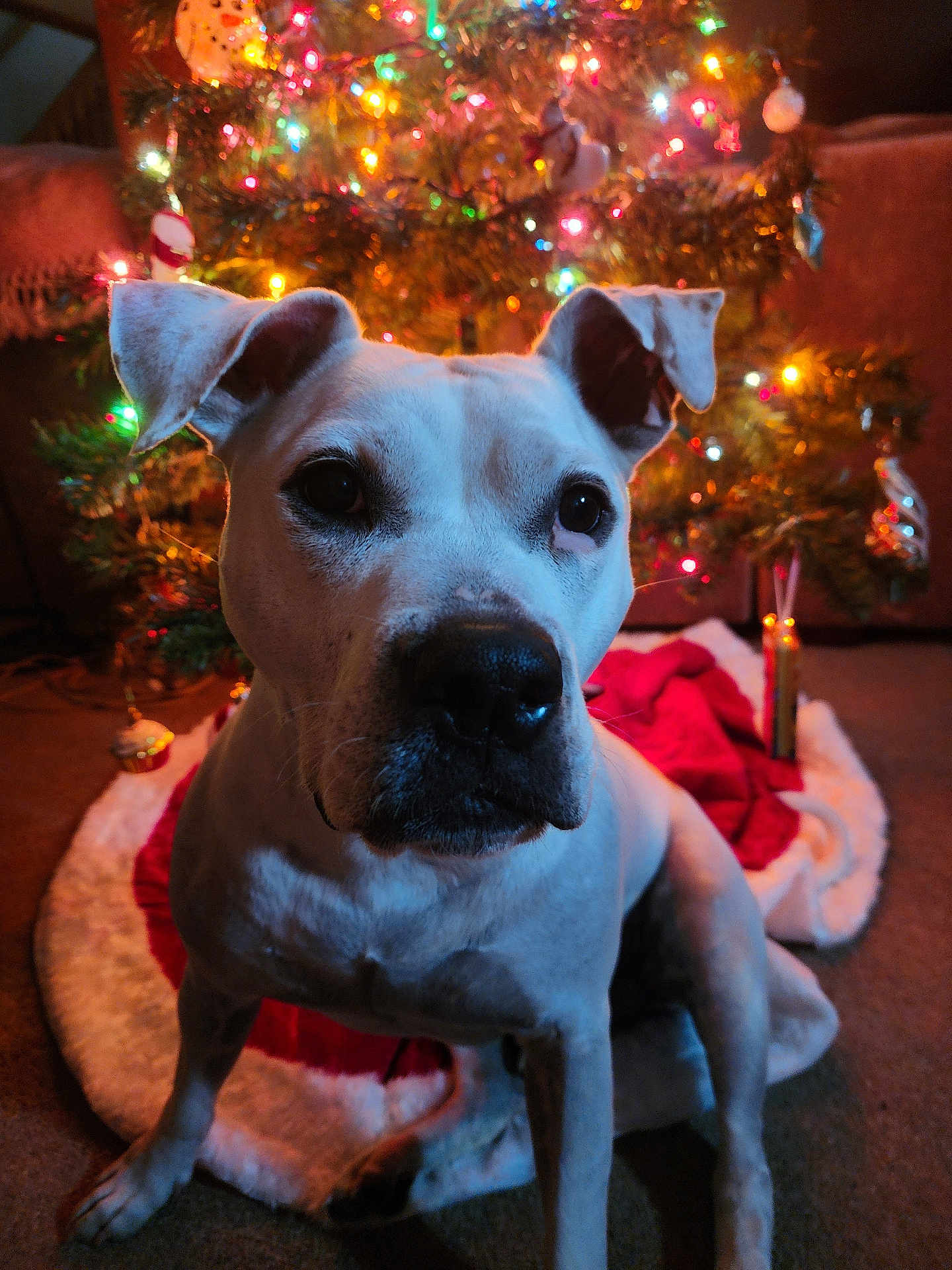 Kato is registered to the contest to win money with this photo: dog, white_dog, christmas_tree, christmas_lights, holiday, ornaments, tree_skirt, indoor, pet, animal, festive, decorations, carpet, canine, ears, sitting, close_up, warm_lighting, cute, background