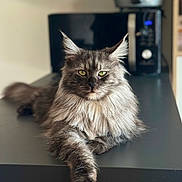 Tess a rejoint le concours — aidez-le/la à gagner de superbes lots ! cat, maine_coon, long_fur, green_eyes, whiskers, paw, table, countertop, kitchen_appliance, microwave, indoor, portrait, close_up, relaxed, regal, feline, pet, blurred_background, ears, fluffy_mane