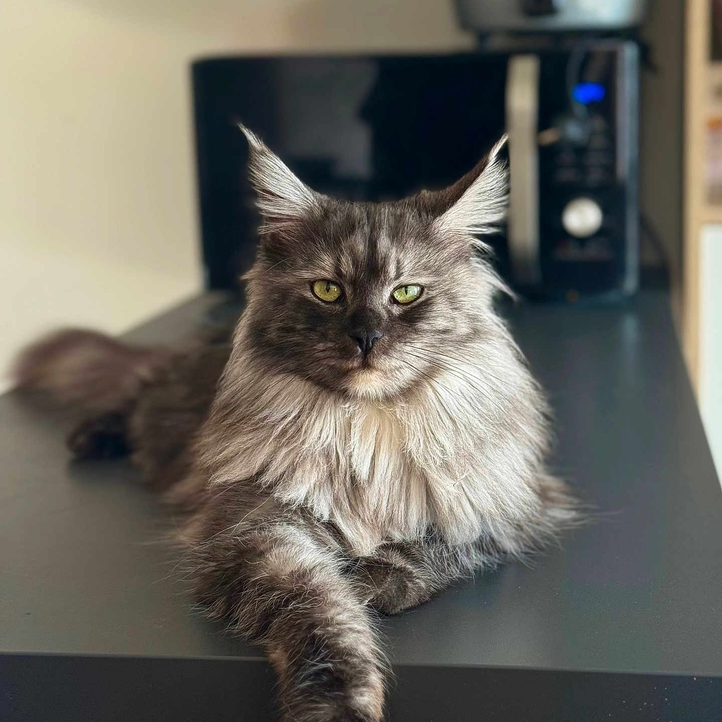 Tess a rejoint le concours — aidez-le/la à gagner de superbes lots ! blurred_background, cat, close_up, countertop, ears, feline, fluffy_mane, green_eyes, indoor, kitchen_appliance, long_fur, maine_coon, microwave, paw, pet, portrait, regal, relaxed, table, whiskers