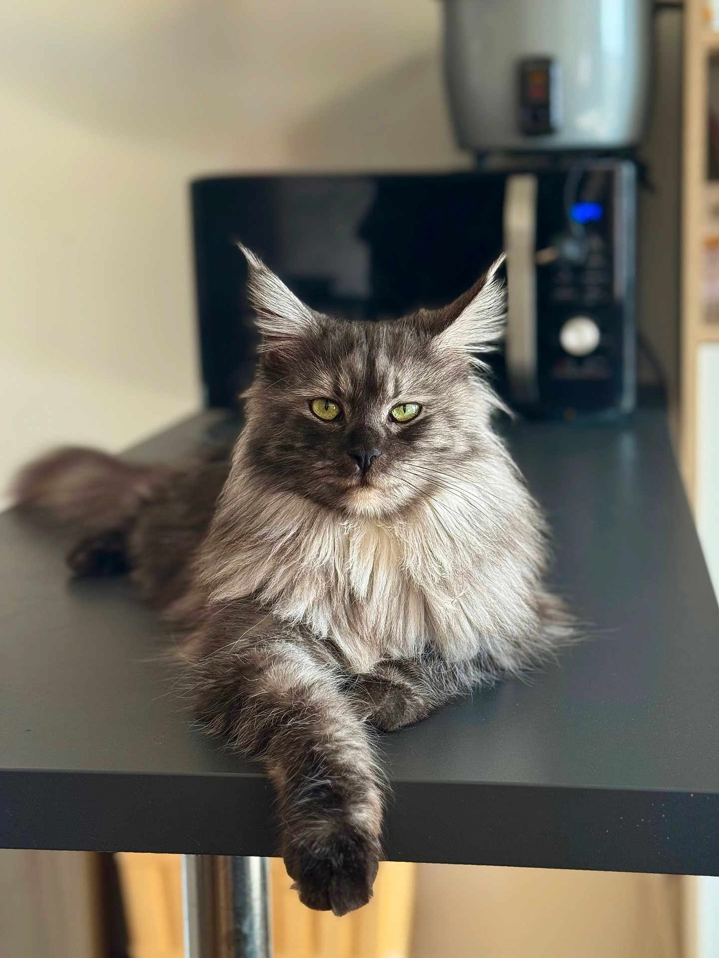 Tess a rejoint le concours — aidez-le/la à gagner de superbes lots ! cat, maine_coon, long_fur, green_eyes, whiskers, paw, table, countertop, kitchen_appliance, microwave, indoor, portrait, close_up, relaxed, regal, feline, pet, blurred_background, ears, fluffy_mane