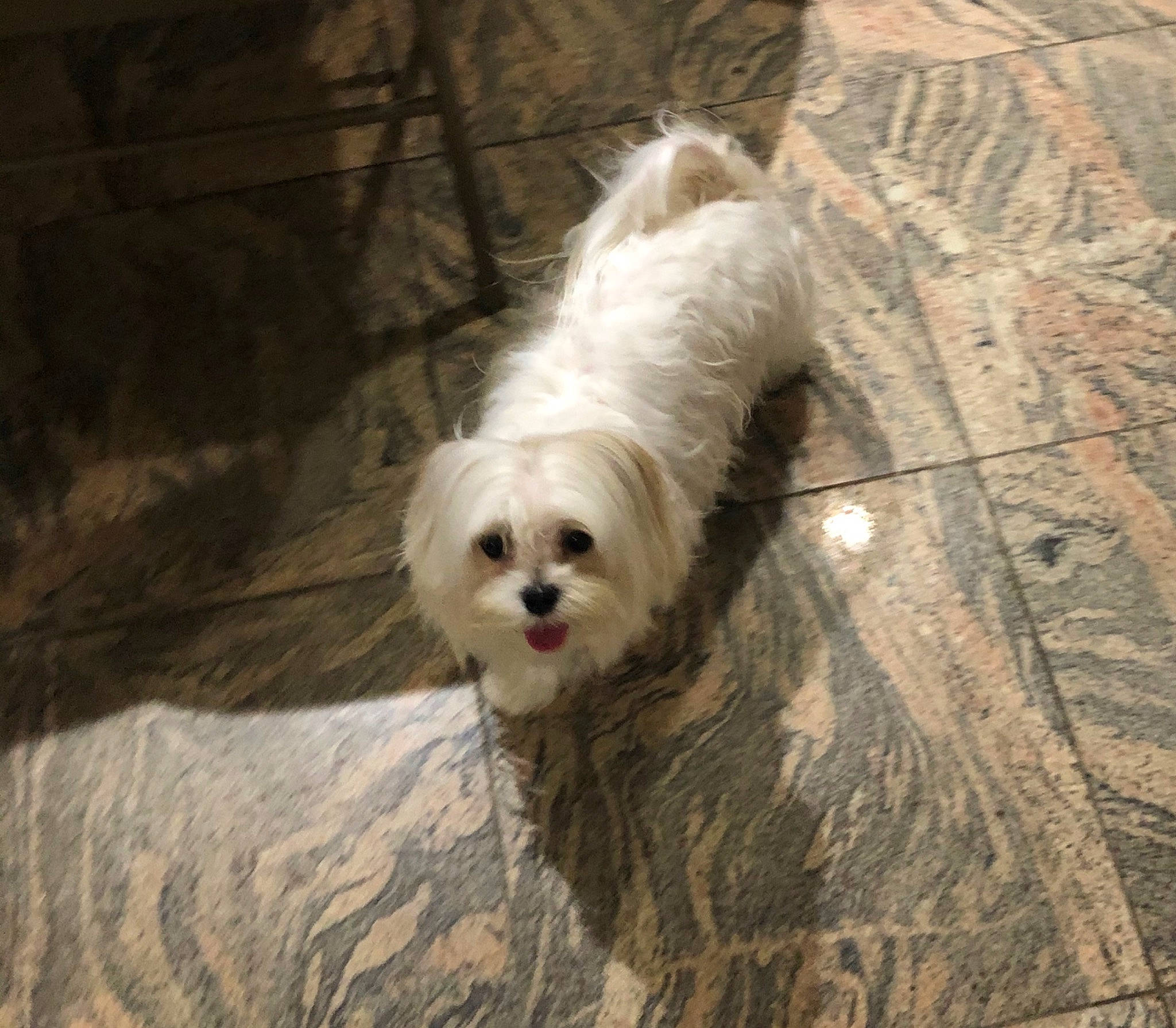 Gucci is registered to the contest to win money with this photo: bolonka, canidae, carnivore, chinese_imperial_dog, companion_dog, dog, dog_breed, havanese, kyi_leo, lhasa_apso, lowchen, mal_shi, maltepoo, maltese, mammal, schnoodle, shih_tzu, tibetan_terrier, toy_dog, vertebrate