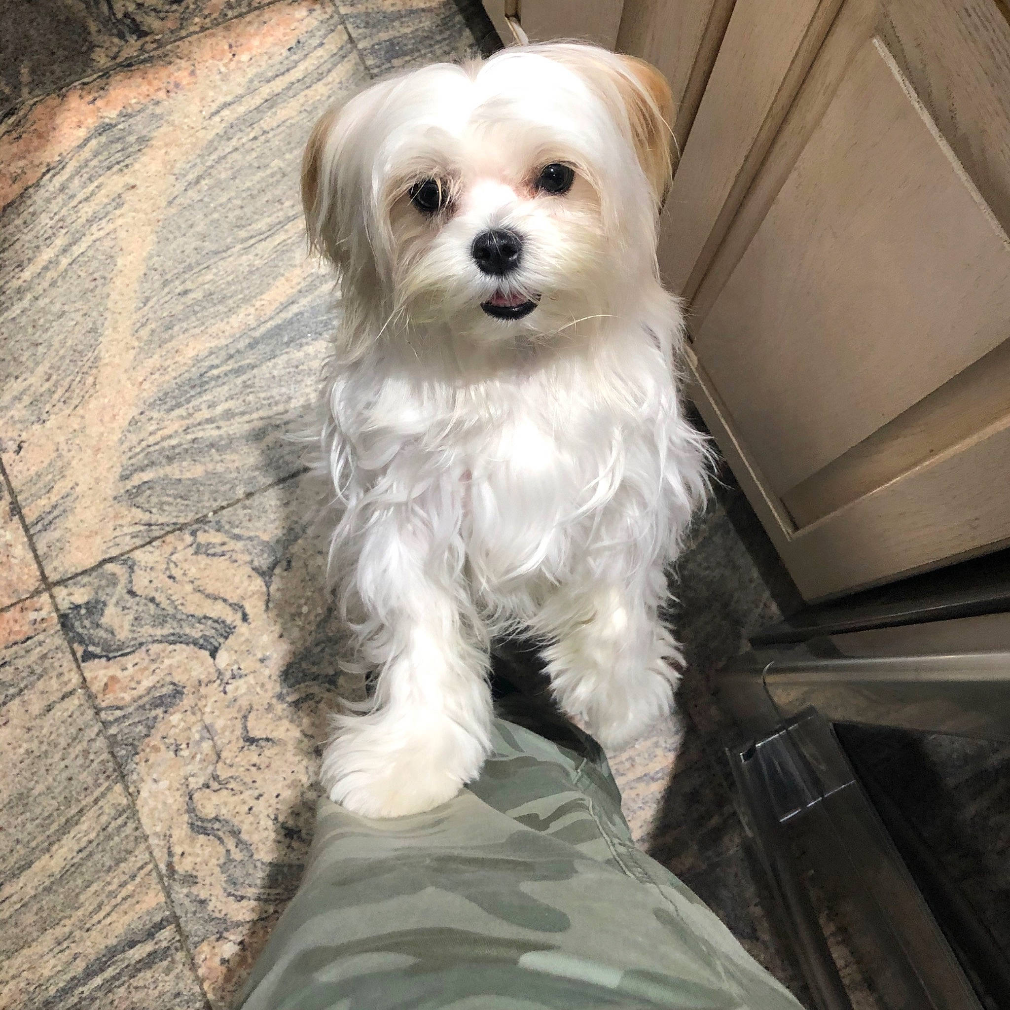 Gucci joined the competition — help win amazing prizes! bolonka, canidae, carnivore, companion_dog, dog, dog_breed, havanese, kyi_leo, lowchen, mal_shi, maltepoo, maltese, mammal, morkie, puppy, schnoodle, snout, sporting_lucas_terrier, toy_dog, vertebrate