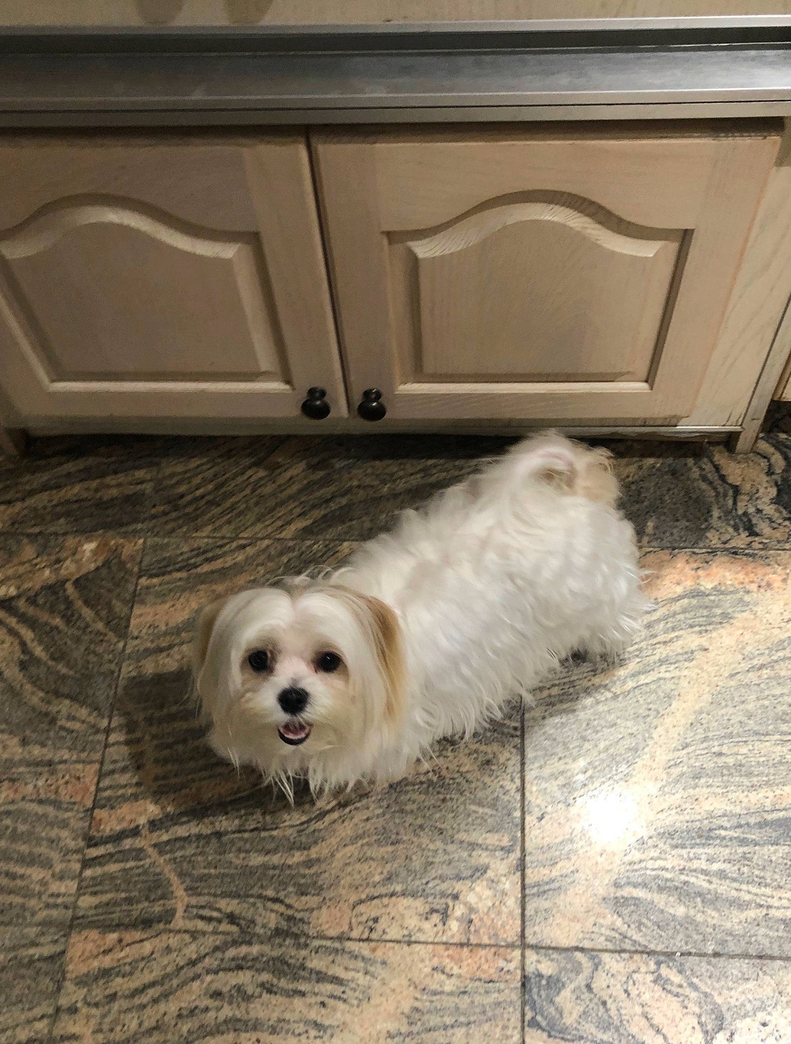 Gucci joined the competition — help win amazing prizes! bichon, bolognese, canidae, carnivore, cavachon, companion_dog, coton_de_tulear, dog, dog_breed, havanese, lhasa_apso, maltese, mammal, morkie, non_sporting_group, puppy, schnoodle, shih_tzu, toy_dog, west_highland_white_terrier