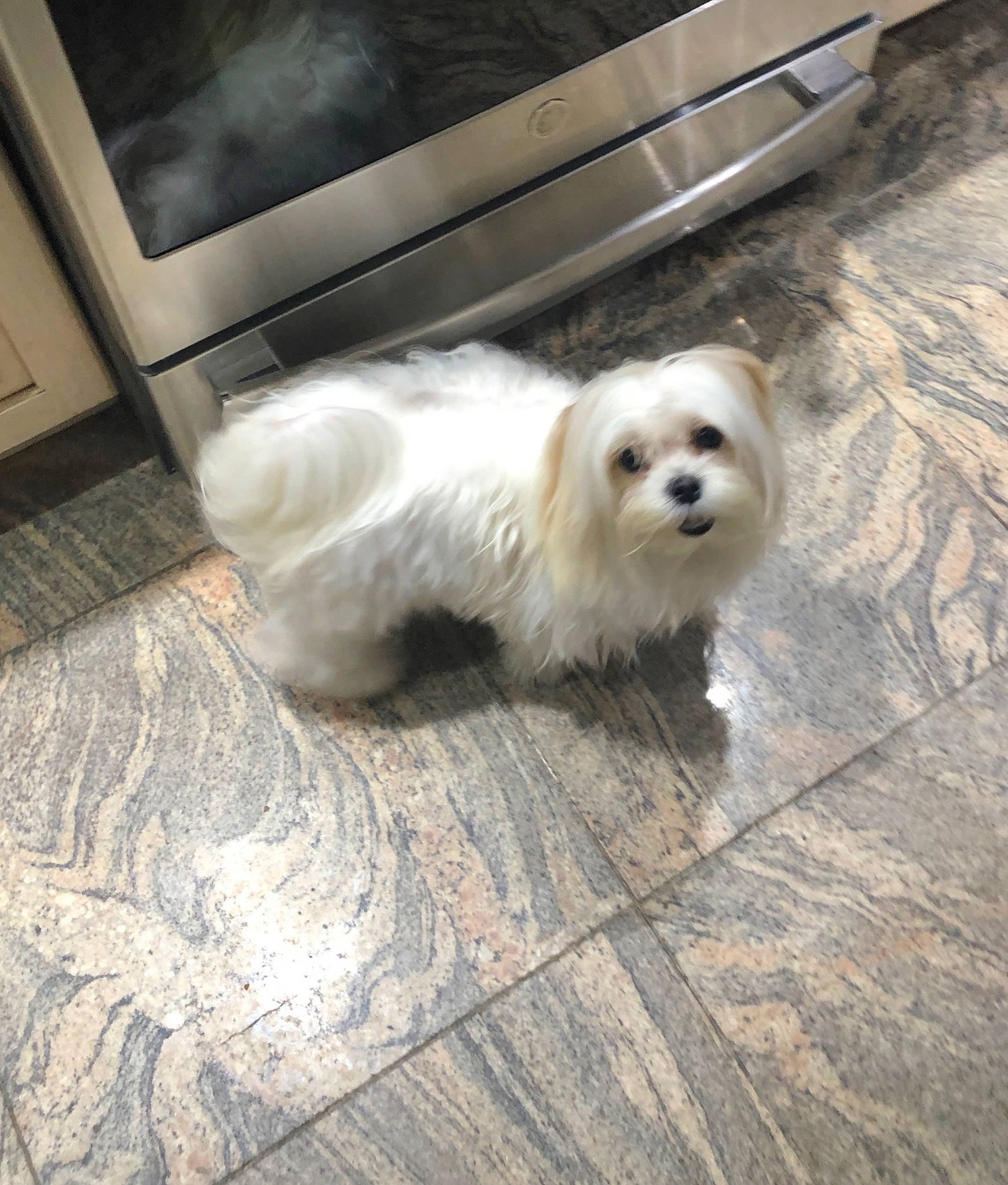 Gucci joined the competition — help win amazing prizes! bichon, bolognese, canidae, carnivore, cavachon, chinese_imperial_dog, companion_dog, coton_de_tulear, dog, dog_breed, havanese, lhasa_apso, mal_shi, maltepoo, maltese, mammal, puppy, shih_tzu, tibetan_terrier, toy_dog