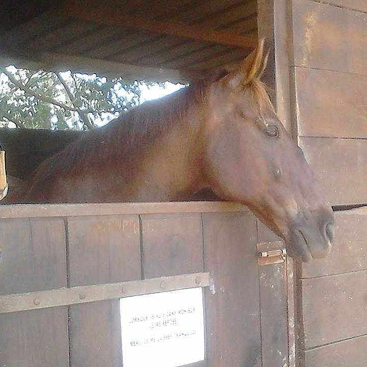Géronimoo