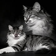 Tuddles joined the competition — help win amazing prizes! cat, cats, kitten, long_hair, tabby, black_and_white, feline, pet, animal, portrait, studio, dramatic_lighting, monochrome, whiskers, ears, fur, lying_down, sitting, alert, watermark