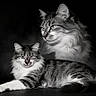 cat, cats, kitten, long_hair, tabby, black_and_white, feline, pet, animal, portrait, studio, dramatic_lighting, monochrome, whiskers, ears, fur, lying_down, sitting, alert, watermark