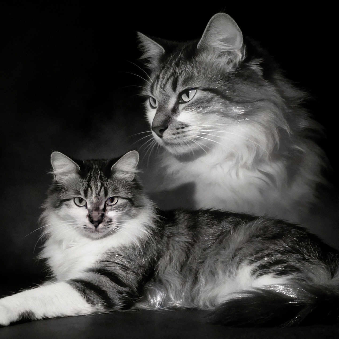 Tuddles joined the competition — help win amazing prizes! cat, cats, kitten, long_hair, tabby, black_and_white, feline, pet, animal, portrait, studio, dramatic_lighting, monochrome, whiskers, ears, fur, lying_down, sitting, alert, watermark
