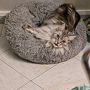 Princesse participe au concours pour gagner de l'argent avec cette photo : abyssinian, animal, canine, cat, dog, dogbed, homedecor, kitten, manx, pet, rug