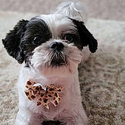 Buddy joined the competition — help win amazing prizes! adorable, animal, black_and_white, bow_tie, carpet, close_up, companion, cute, cute_pet, dog, domestic_animal, fluffy, furry, indoor, laying_down, looking_at_camera, pet, portrait, resting, small_dog