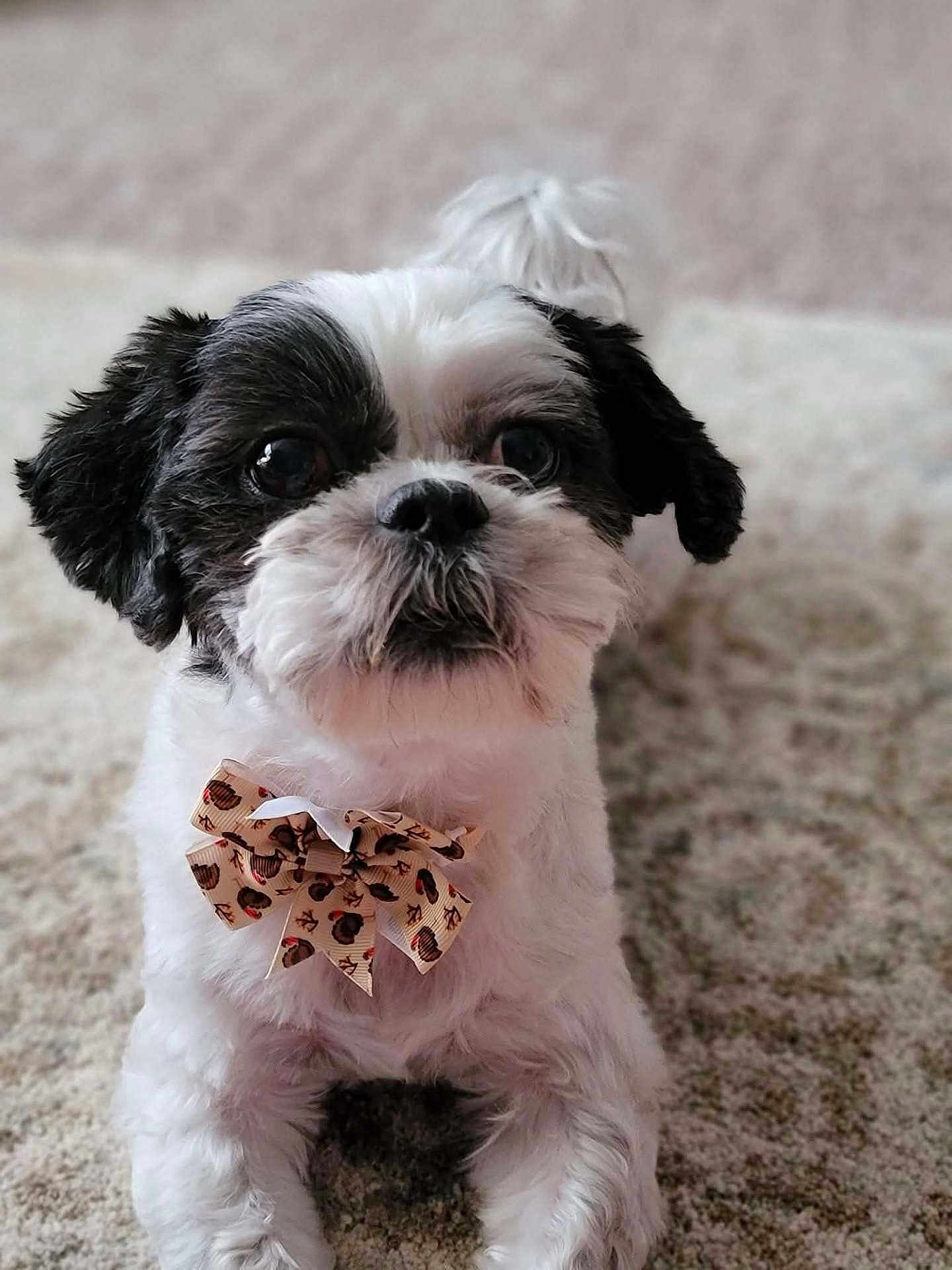 Buddy joined the competition — help win amazing prizes! adorable, animal, black_and_white, bow_tie, carpet, close_up, companion, cute, cute_pet, dog, domestic_animal, fluffy, furry, indoor, laying_down, looking_at_camera, pet, portrait, resting, small_dog
