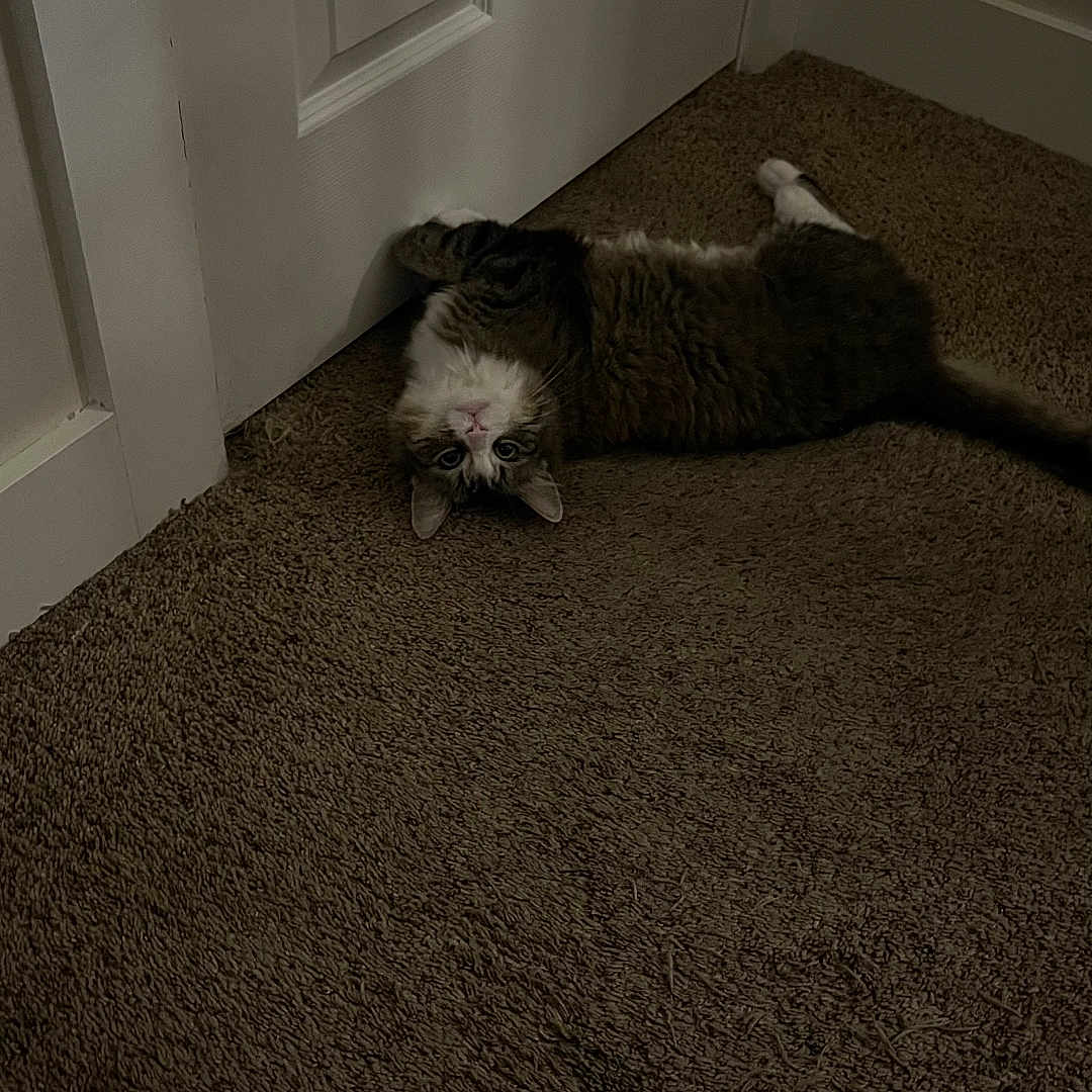 Pebbles joined the competition — help win amazing prizes! cat, carpet, door, indoor, pet, animal, fur, white, brown, curious, relaxed, floor, home, domestic, cute, playing, lying_down, feline, cozy, quiet