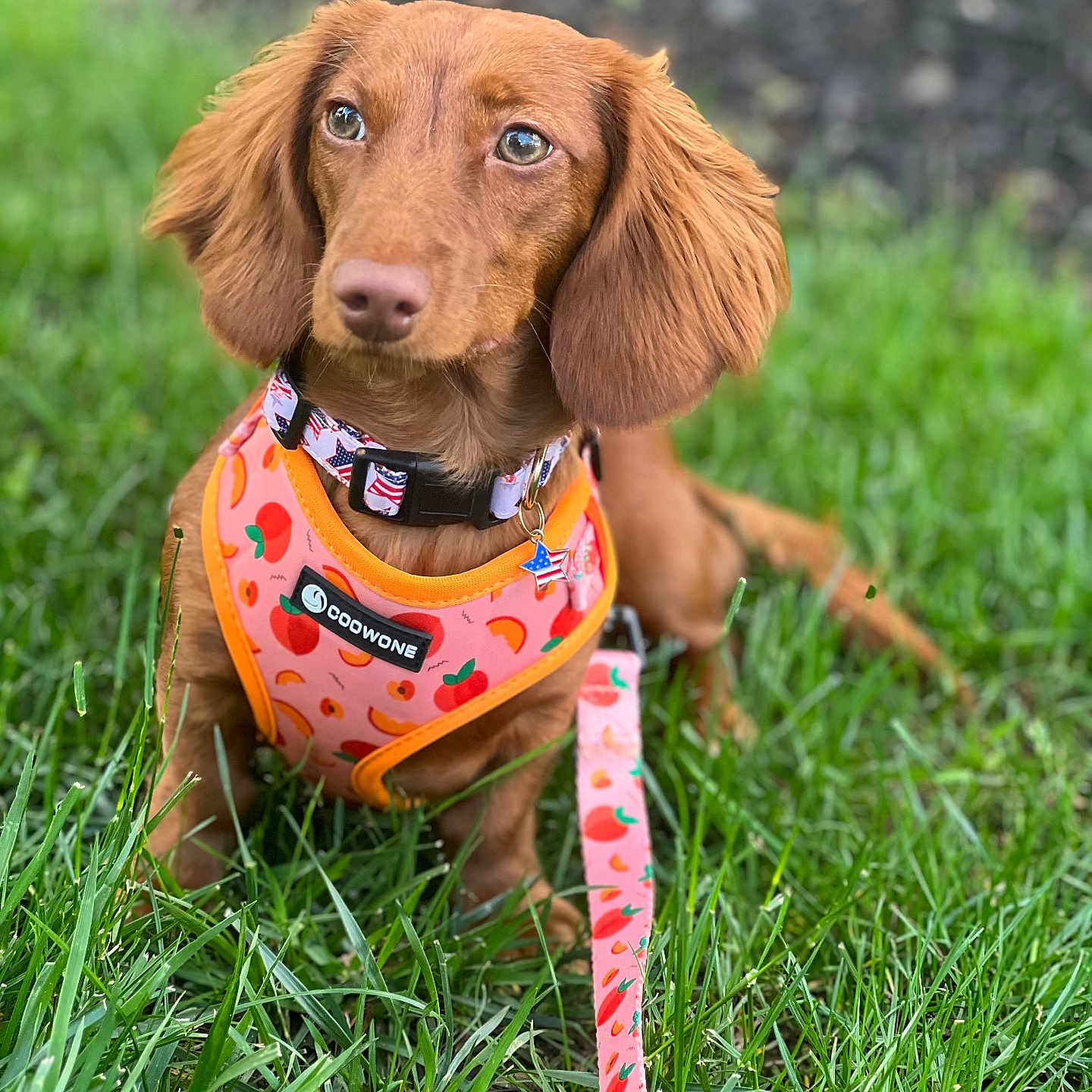 Chloe joined the competition — help win amazing prizes! animal, brown, canine, closeup, collar, cute, dachshund, dog, ears, floppy_ears, grass, greenery, harness, leash, nature, outdoor, pet, portrait, sitting, summer