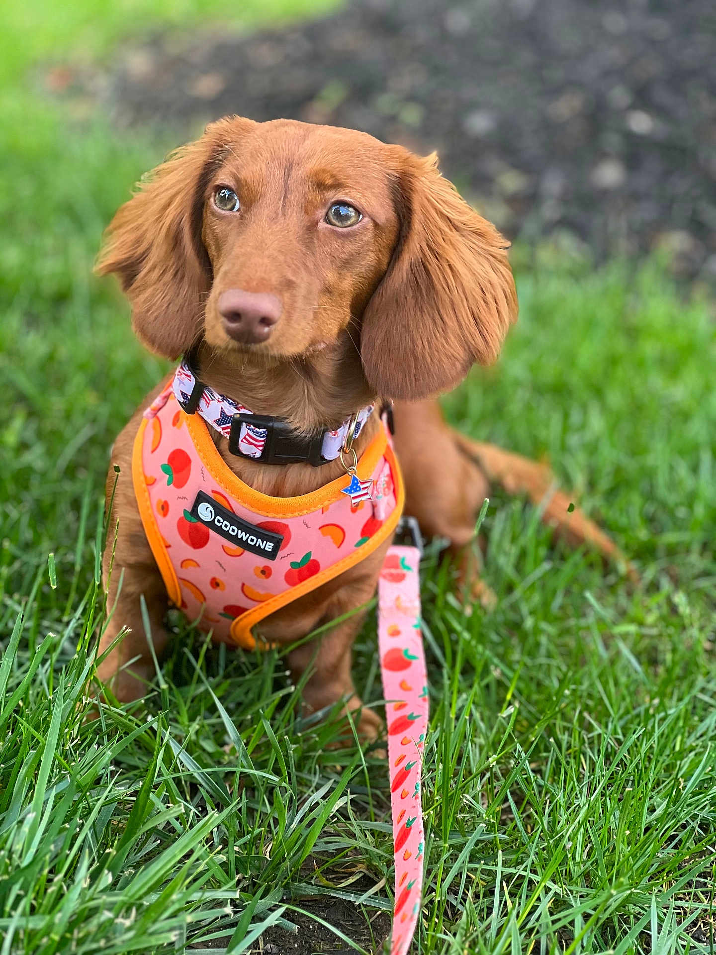 Chloe joined the competition — help win amazing prizes! dog, dachshund, pet, animal, grass, outdoor, leash, harness, brown, cute, ears, sitting, nature, closeup, portrait, canine, floppy_ears, collar, summer, greenery