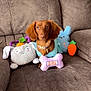 Chloe is registered to the contest to win money with this photo: dog, dachshund, brown_dog, plush_toy, easter, bone_toy, couch, brown_couch, blue_outfit, carrot_toy, bunny_toy, indoor, pet, small_dog, cute, animal, soft_toys, home, sitting, decor