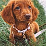 Chloe joined the competition — help win amazing prizes! puppy, dog, grass, outdoor, collar, leash, brown_fur, cute, pet, animal, young_dog, canine, nature, close_up, portrait, fluffy, adorable, eyes, snout, ears
