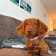 Chloe joined the competition — help win amazing prizes! puppy, dog, dachshund, brown, pet, collar, indoor, sofa, blanket, living_room, wall_art, cute, animal, young_dog, furniture, close_up, domestic_animal, eyes, portrait, cozy
