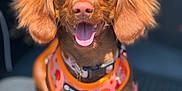 Chloe joined the competition — help win amazing prizes! dog, pet, canine, brown, harness, car_seat, leash, tongue_out, happy, sunlight, ears, closeup, animal, domestic_animal, mammal, sitting, cute, companion, vehicle, portrait