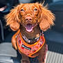 animal, brown, canine, car_seat, closeup, companion, cute, dog, domestic_animal, ears, happy, harness, leash, mammal, pet, portrait, sitting, sunlight, tongue_out, vehicle
