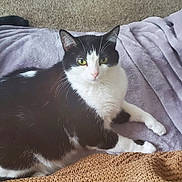 Maddie joined the competition — help win amazing prizes! carnivore, cat, comfort, domestic_short_haired_cat, felidae, foot, fur, grass, grey, human_leg, paw, sand, sitting, small_to_medium_sized_cats, snout, tail, whiskers, wood