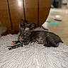 Bounty participe au concours pour gagner de l'argent avec cette photo : kitten, cat, tortoiseshell, fluffy_rug, indoor, curious, lying_down, pet, animal, soft_texture, furniture, blurred_background, yellow_eyes, young_cat, whiskers, cozy, domestic_cat, relaxed, cute, feline