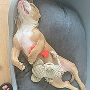 Ragnar participe au concours pour gagner de l'argent avec cette photo : puppy, dog, sleeping, bed, toy, bone_toy, rope_toy, cozy, relaxed, indoor, pet, canine, brown_and_white, floor, paw, snout, napping, domestic_animal, resting, cute