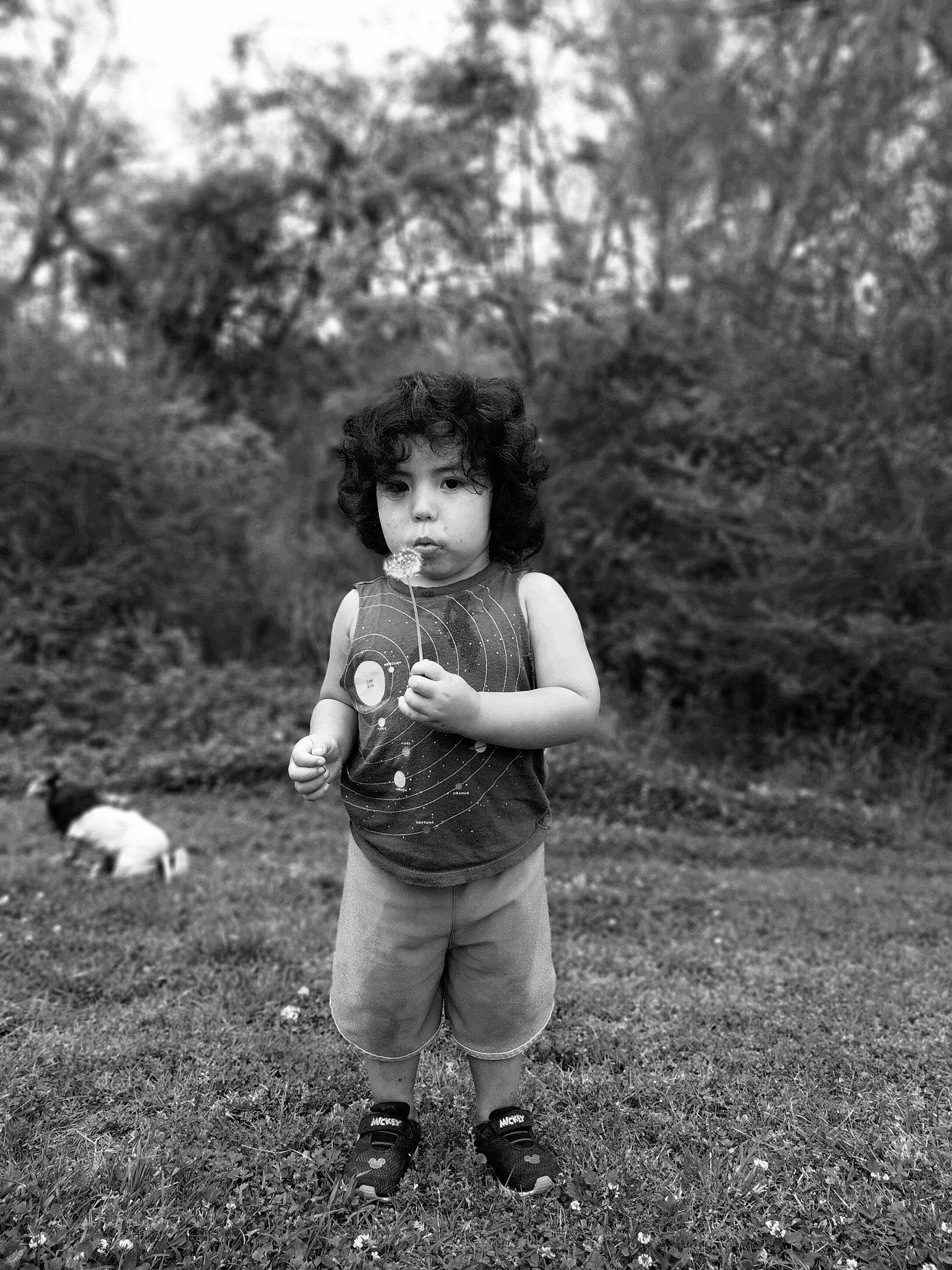 Bentley is registered to the contest to win money with this photo: arm, black_and_white, child, flash_photography, gesture, grass, grassland, hand, happy, mammal, monochrome, monochrome_photography, people_in_nature, person, plant, shorts, standing, style, toddler, tree