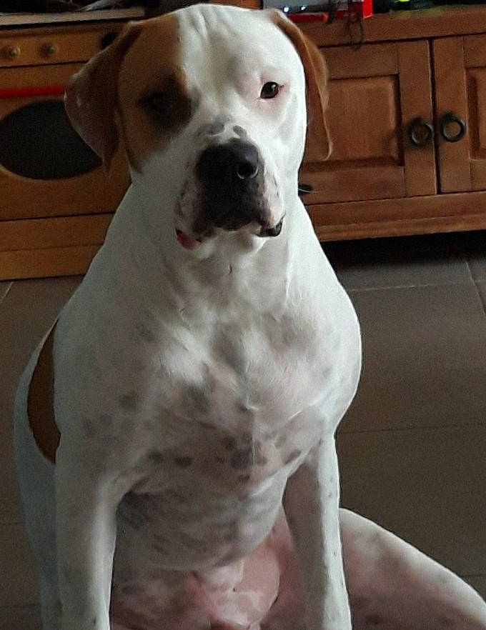 Sioux a rejoint le concours — aidez-le/la à gagner de superbes lots ! cabinetry, canidae, carnivore, chest_of_drawers, collar, companion_dog, cupboard, dog, dog_breed, dog_collar, drawer, fawn, hardwood, molosser, snout, sporting_group, whiskers, wood, working_animal, working_dog