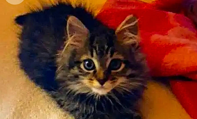 Hope participe au concours pour gagner de l'argent avec cette photo : art, art_paint, carnivore, cat, close_up, domestic_short_haired_cat, drawing, felidae, fur, illustration, iris, painting, small_to_medium_sized_cats, snout, terrestrial_animal, whiskers, wildlife