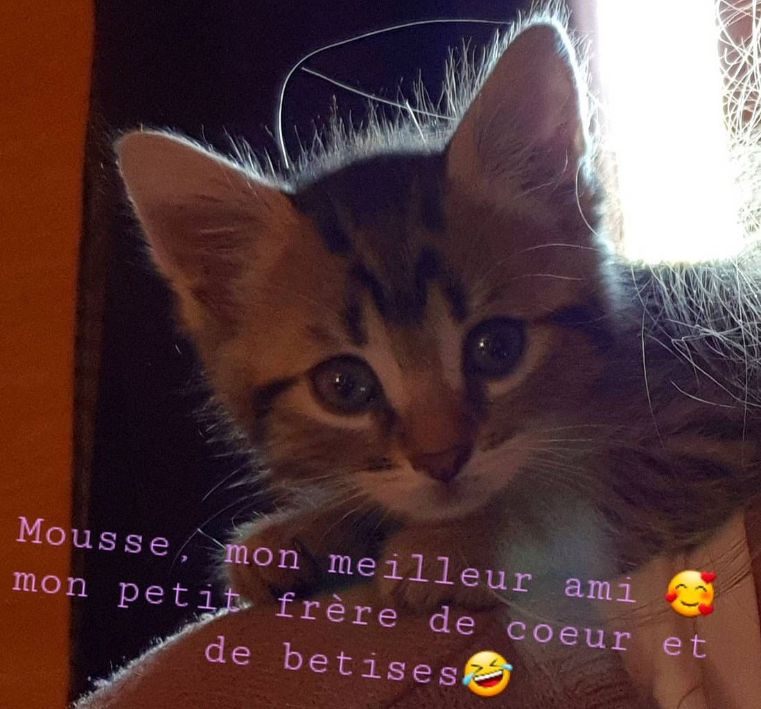 Hope participe au concours pour gagner de l'argent avec cette photo : art, carnivore, cat, darkness, domestic_short_haired_cat, event, felidae, font, fur, graphics, love, paw, photo_caption, plant, sky, small_to_medium_sized_cats, square, tree, whiskers, window