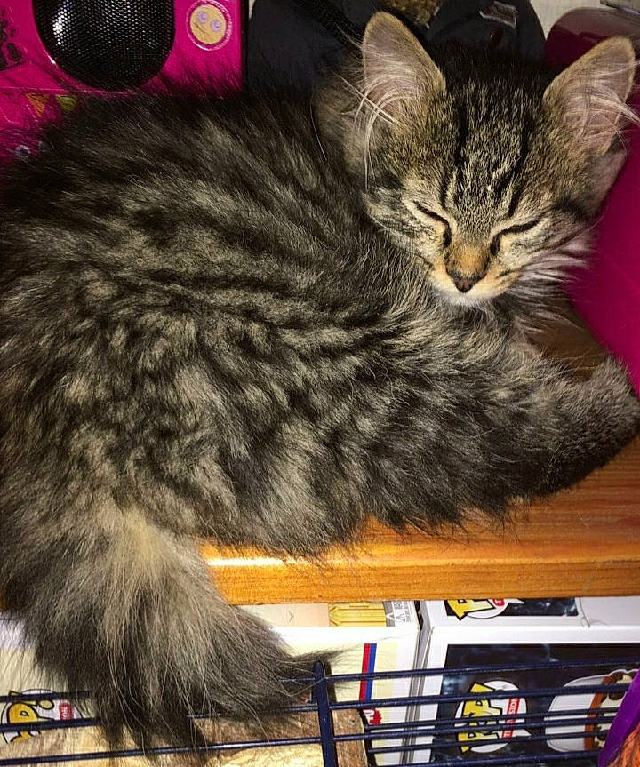 Hope a rejoint le concours — aidez-le/la à gagner de superbes lots ! bookcase, box, carnivore, cat, domestic_short_haired_cat, event, felidae, fur, mechanical_fan, paw, photography, publication, shelf, shelving, small_to_medium_sized_cats, snapshot, snout, tail, whiskers, wood